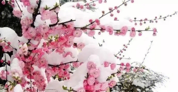 梅花雪1 梅花雪1