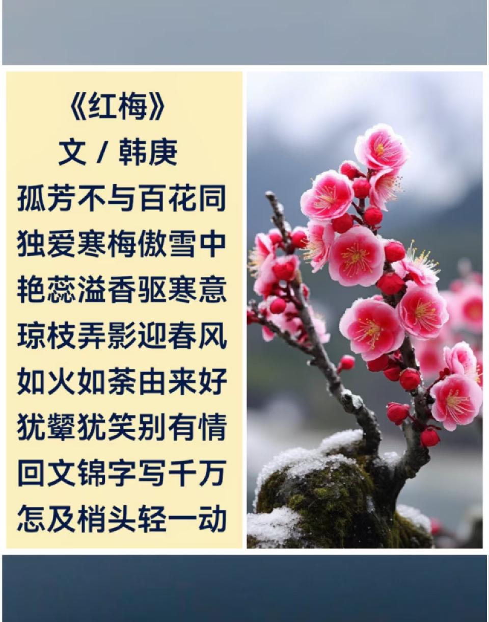 韩庚的《红梅》