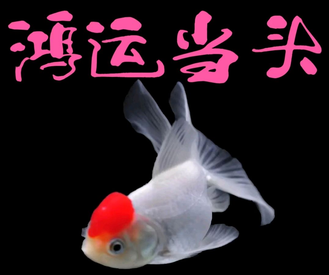青年文学家星海文学中心｜蛇年春联｜蔡治华（图3）