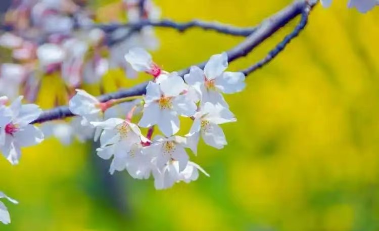 【春天的召唤征文】文/刘淑芹 || 主播/海河儿女 || 主编/锦上添花（图4）