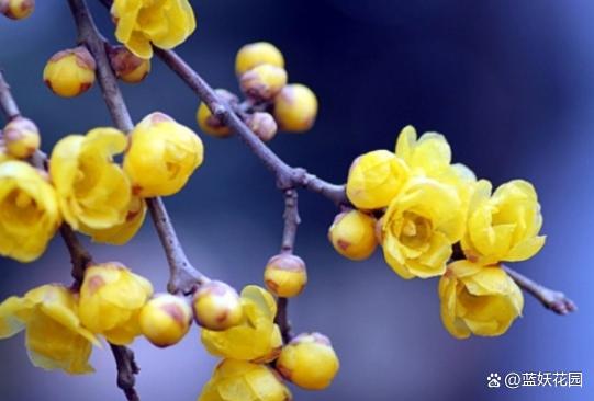 【中华女作家】小年（外一首） 文/吴芳华（图2）