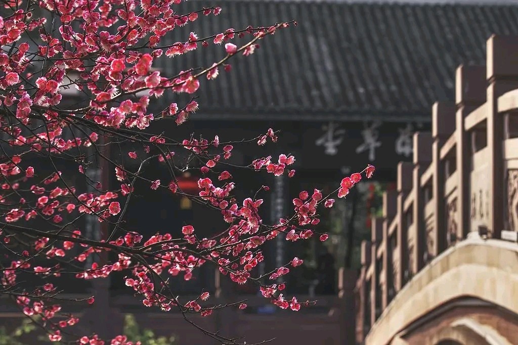 七律梅颂诗情画意(广东)（图4）
