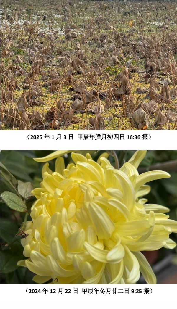 邓祝仁教授摄影咏菊三章唯美佳作欣赏∥中国桂林都市漓江诗书画社（微刊）第229期∥书法江湖第25期（图15）