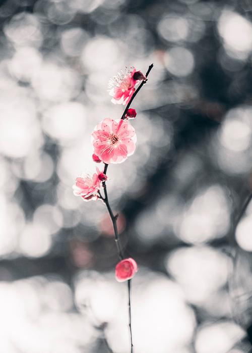 红梅诗歌文化传媒||《七律 甲辰节气二十四首》||作者：隆光诚（图4）