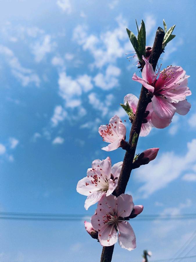 “玉琢”我兄：杯中尚有酒 何日谈“太白”（图7）