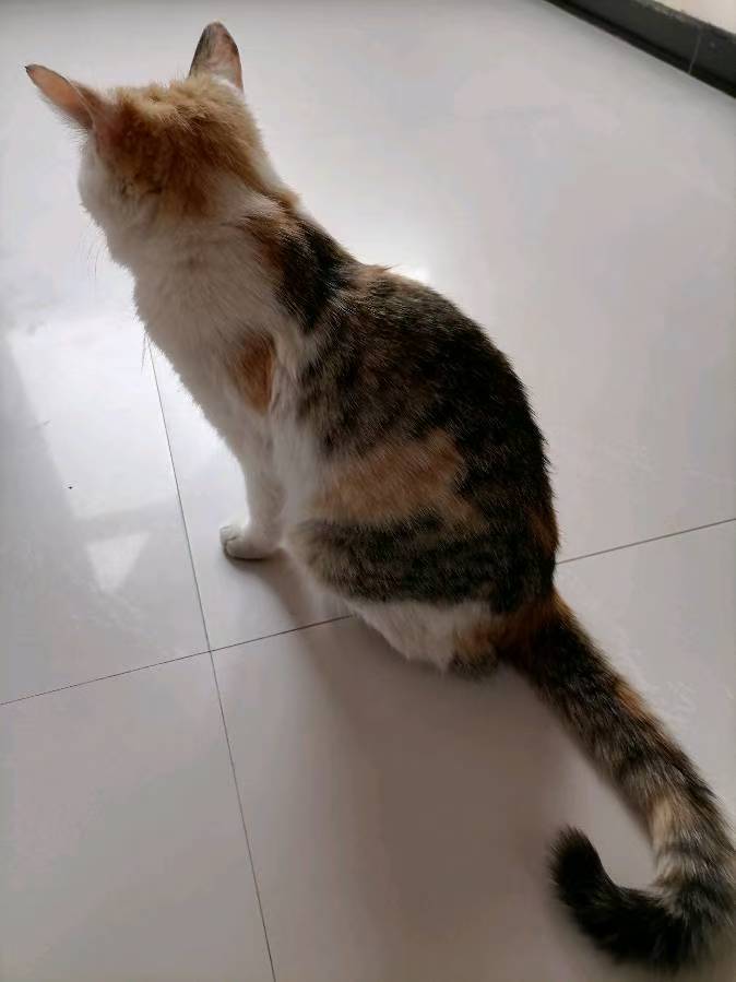懒文昌《回家吧！猫咪……》‖诵读:周伟(幽兰)（图4）