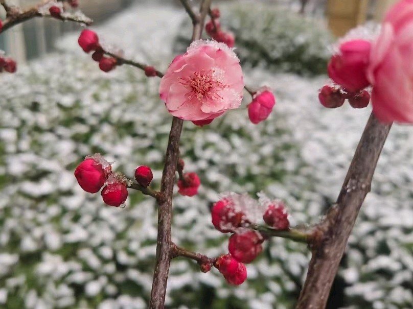 梦中久等的雪