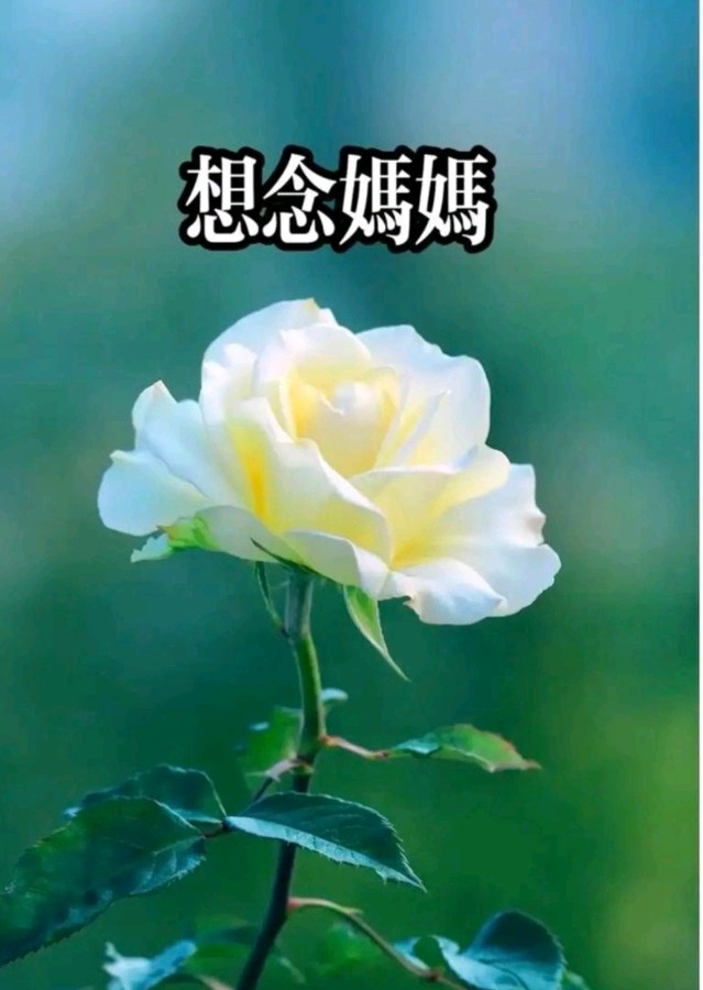 《忆母》诵读：静心 ‖ 文/天宇（图3）