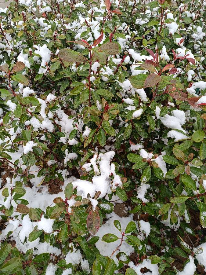 腊月雪 原作/梁立锋（图4）