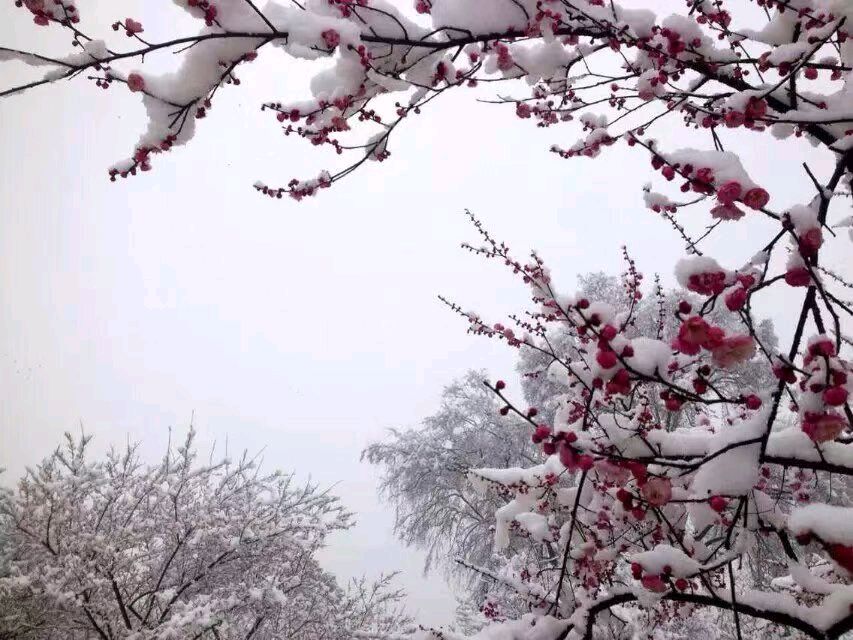 【荣耀中国】现代诗:瑞雪迎春 作者/依然（图4）