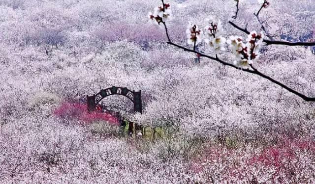 七言诗 . 梅雪迎新年 /建民（图2）