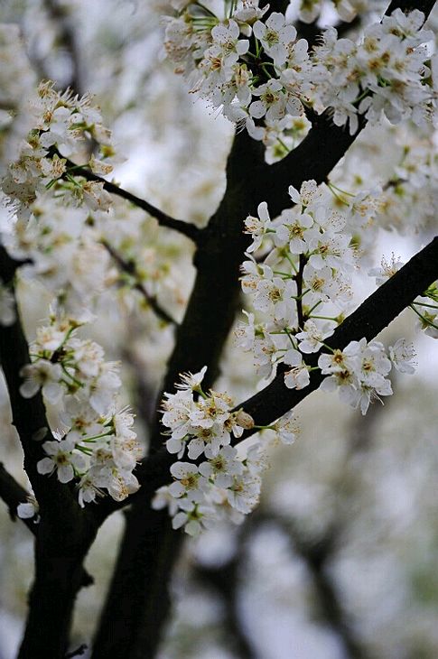 七言诗 . 梅雪迎新年 /建民（图5）
