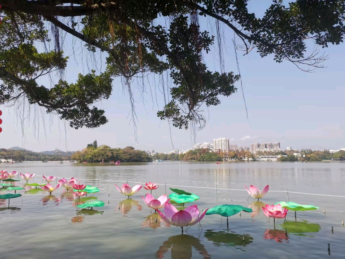 再拍春节前广东惠州西湖/摄影：王夫（图7）
