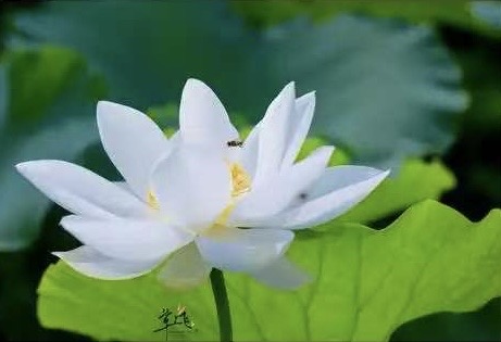 《作自己掌灯的人》诗/爱百合 朗诵/白雪【海外華英】（图5）