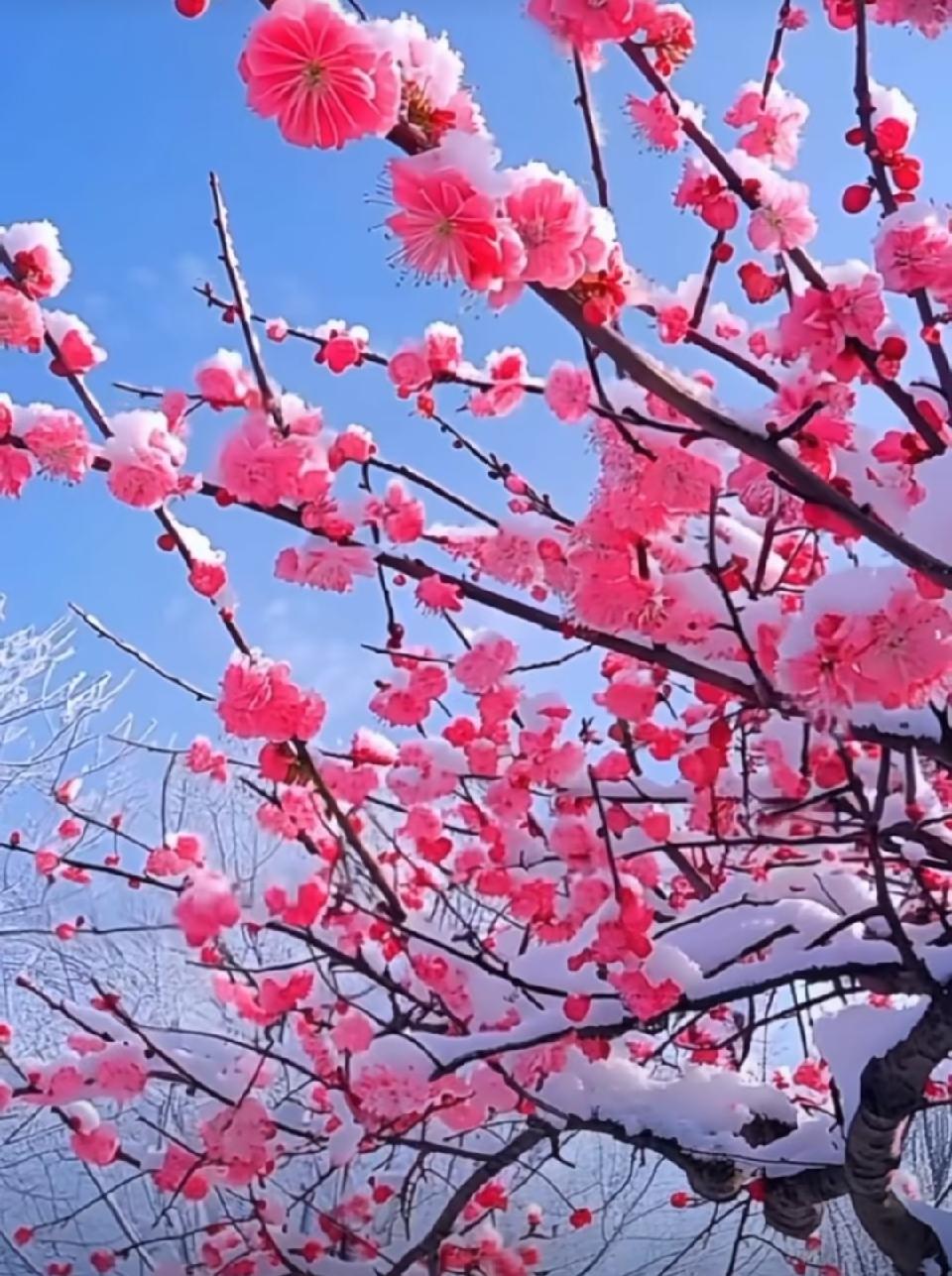 回家过年～诗||宁国振（图10）