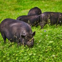 收到内蒙黑猪肉-文/陈天林-西银/北京头条（图2）