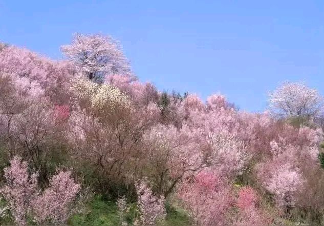 「游记散文」初一漫游“铜元之光”（图4）