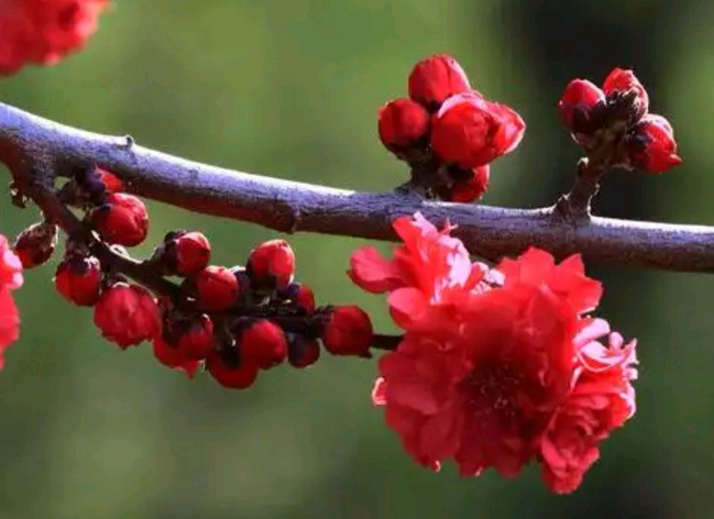 773墨林诗选:春 节(图5)