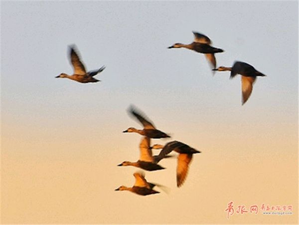 七律 . 大中华（三首）文/江冲（图2）