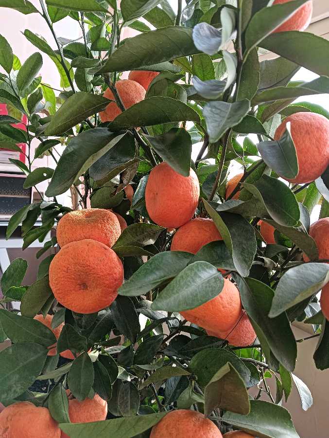 崔广田摄影《春节吉祥照》‖逸风文苑～哈尔滨头条（图8）