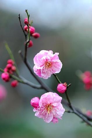 [北京头条]北京诗人李宪珍老师的精选作品《二零二五年一月专辑》（图25）