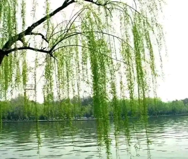 国风上海社名家立春绝句精选.作者/张卫东 上海头条（图4）