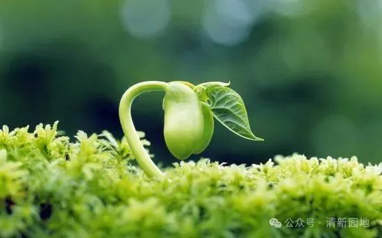 七绝～立春文／卫水居士（图4）