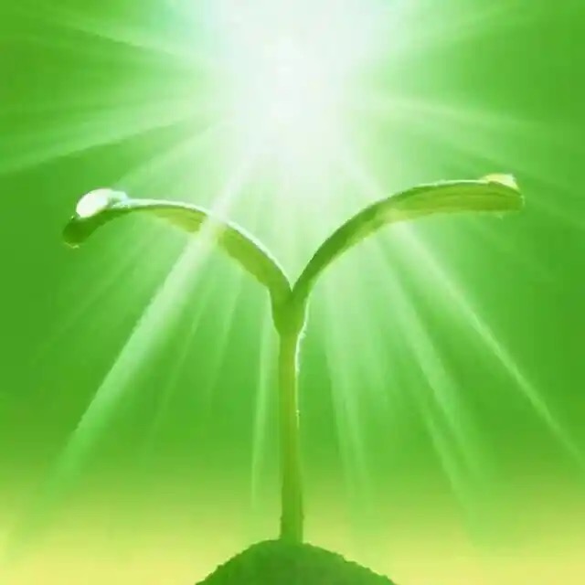 柔软的心：作者||痴情老人-朗诵|| 梅花姐姐｜海外头条（图5）