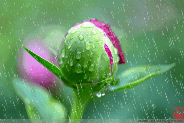 阳光透过雨的缝隙 作者:林水火 主播:蝴蝶兰（图2）