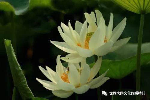 《鹰暮穷途》（113）作者/三木秉凤（周凤森）（图5）