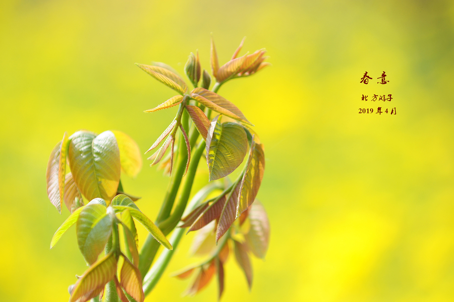 陈正的《春天来了》（十首）（图9）