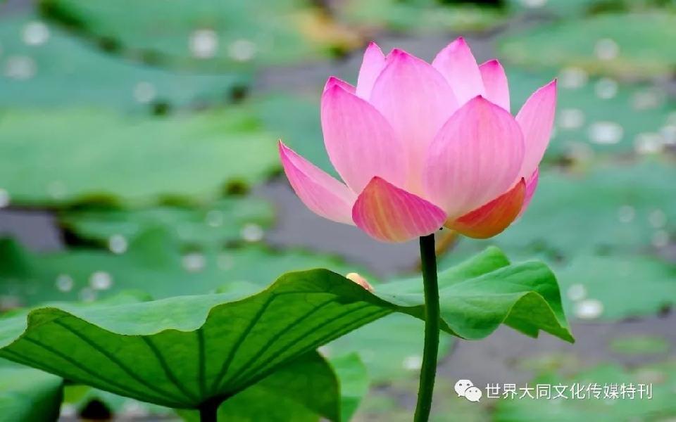 《鹰暮穷途》（115）作者/三木秉凤（周凤森）（图7）