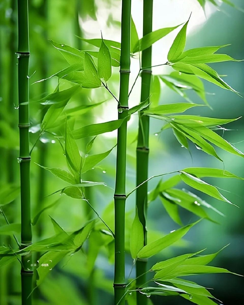 东方书剑的《破阵子·赞拄拐义诊之名医杨晋东》