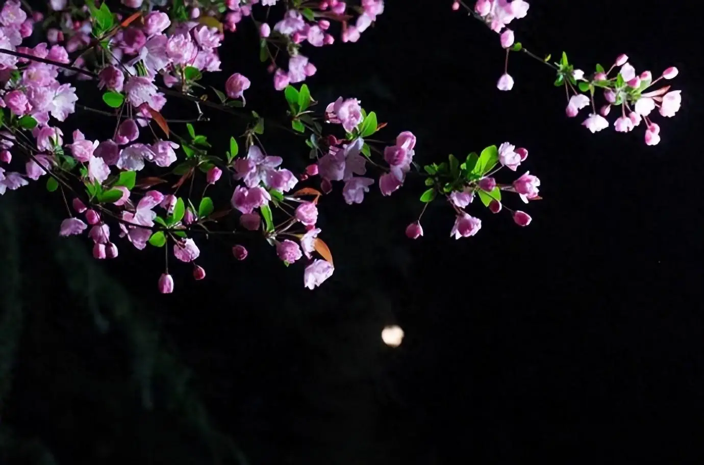 夜色上岸的时候 作者:林水火 主播:蝴蝶兰（图2）