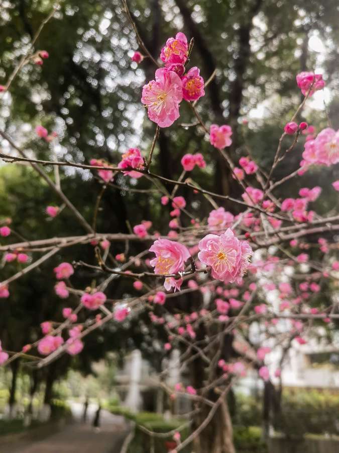 「散文诗」红梅花儿开（图4）