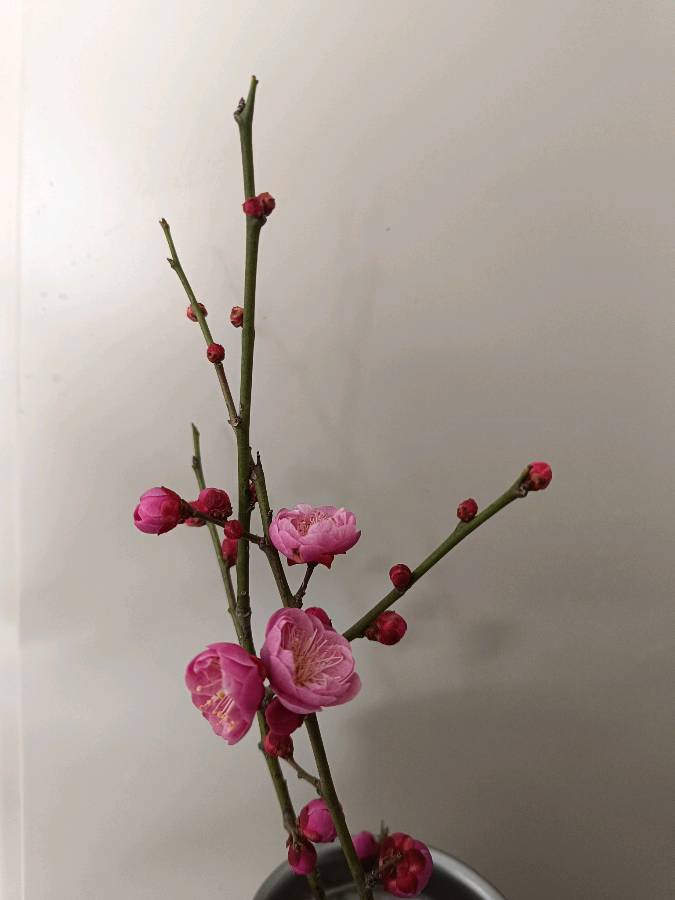 初春梅枝客厅开 原作/梁立锋（图6）