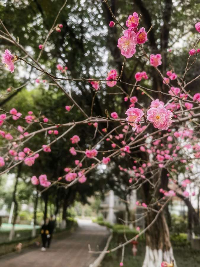 「散文诗」红梅花儿开（图3）