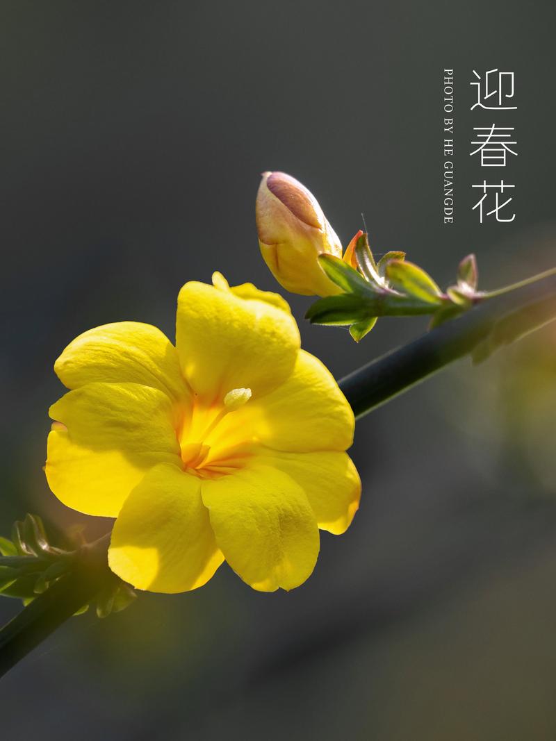 自由体《迎春》文/郑金波（图2）