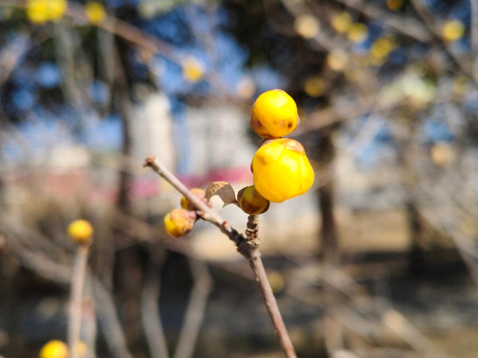 霜在风中迂回于手指缝隙 作者:林水火 主播:蝴蝶兰（图2）
