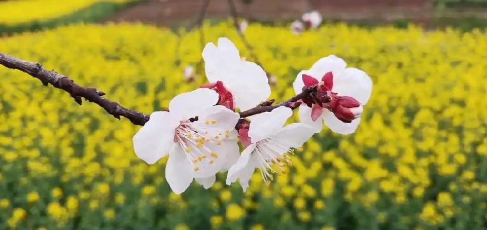 童年：《春》海外头条（图5）