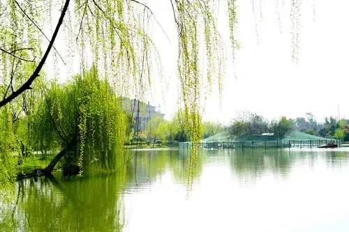 春风又绿：作者/王永萍/海外头条（图5）