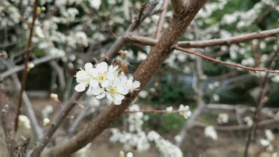 【神都诗社】龙门诗苑第030期《早春》(图5)