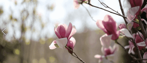 【神都诗社】龙门诗苑第030期《早春》(图6)