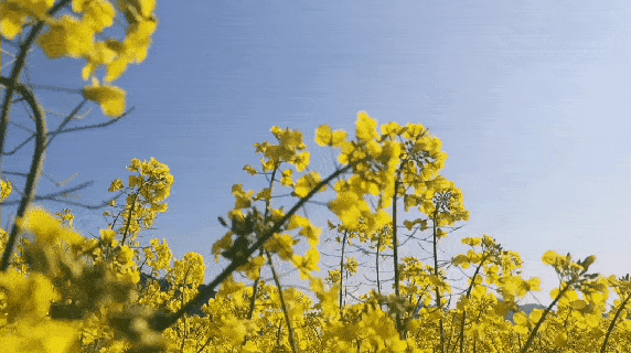 【神都诗社】龙门诗苑第030期《早春》(图11)