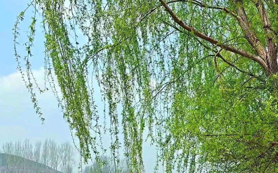 雨水（外一首）：作者||马喜军｜海外头条（图6）