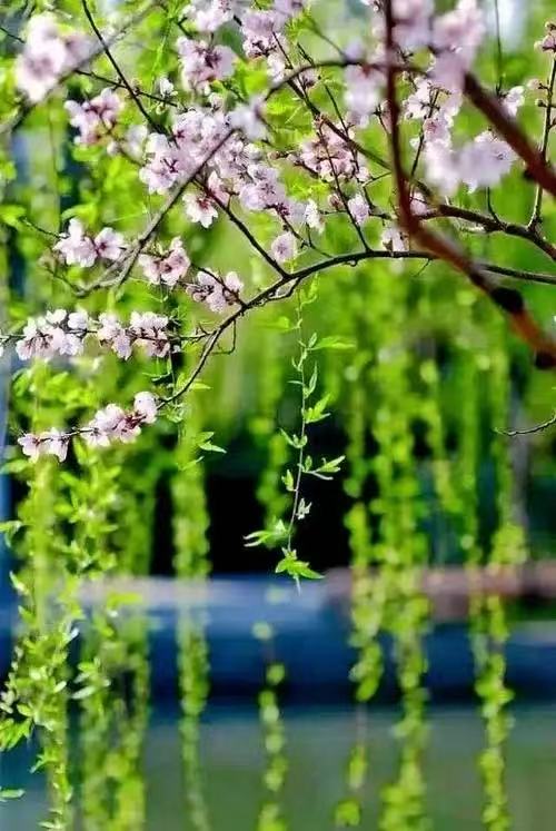个个（日本）：【问道老子·诗翻道德经】第十二辑｜海外头条（图6）