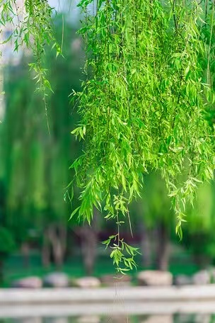 个个（日本）：【问道老子·诗翻道德经】第十二辑｜海外头条（图10）