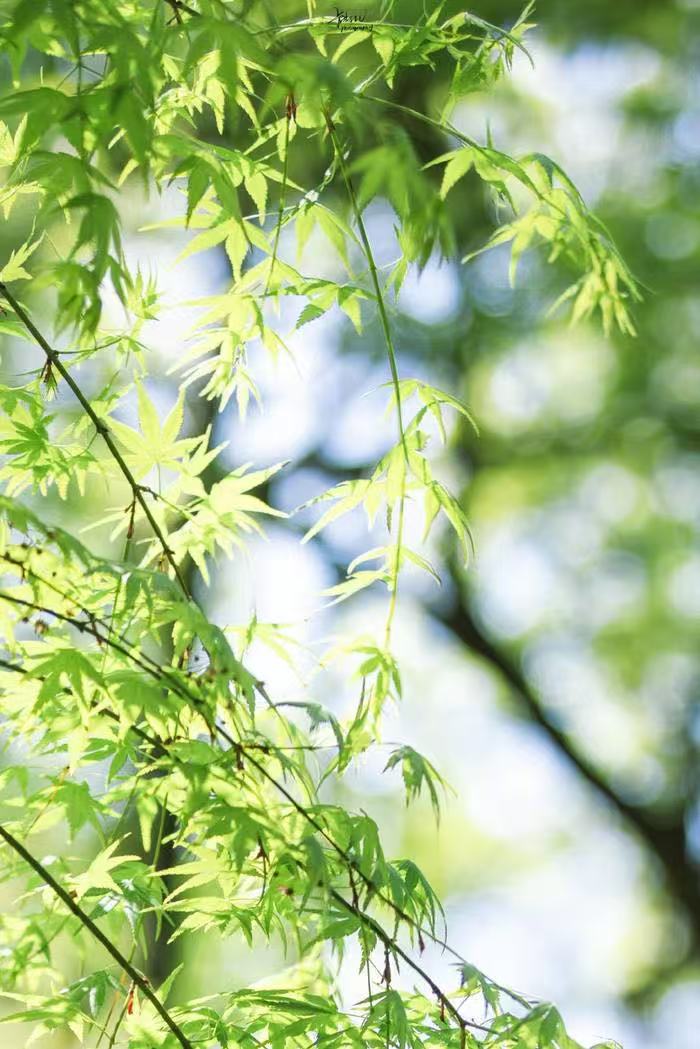 个个（日本）：【问道老子·诗翻道德经】第十二辑｜海外头条（图9）