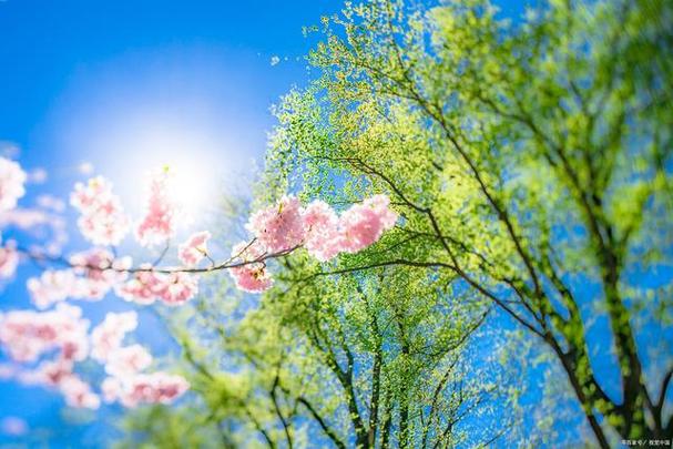 同题诵《春节过后，享受春天》 作者：任学路（图11）