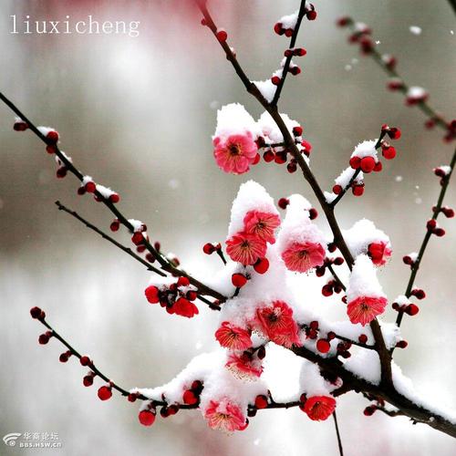 【新山东文学社】《梅雪之恋》作者/李振声 主播/菊心拾雨(图3)